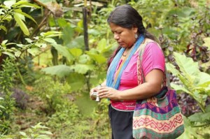 María Rosario Chicunque, durante una visita de campo para aprender el uso de las plantas tradicionales. / ACT