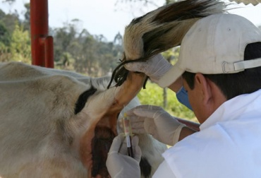 El ICA se encargará del proceso del muestreo y la identificación de los bovinos de la región. Foto: ICA.