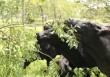 ¿Revolución en el campo? El ganado engorda gracias a la sombra ¿Revolución en el campo? El ganado engorda gracias a la sombra