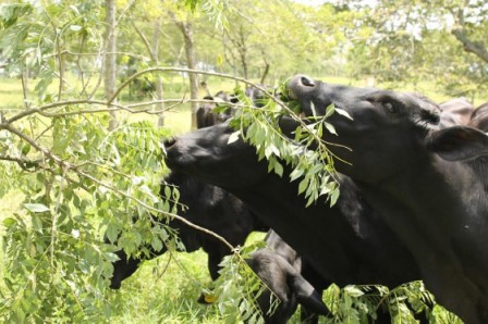 Vacas comen hojas de árboles / ISABELLE SCHAEFER