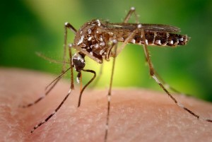 mosquito_con_dengue_n