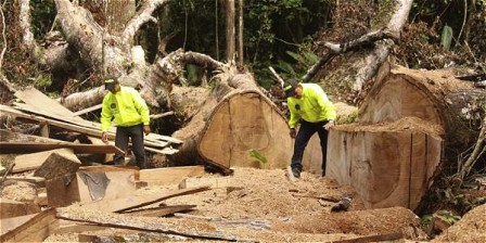 El año pasado, la Policía decomisó en todo el país 86.774 metros cúbicos de madera ilegal. El departamento más afectado, indican las autoridades ambientales, es Chocó. 