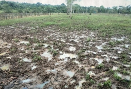  Los productores esperaban el verano para el primer trimestre del año, pero hasta el momento la sequía ha sido temporal. Foto: Manuel Ortiz. 