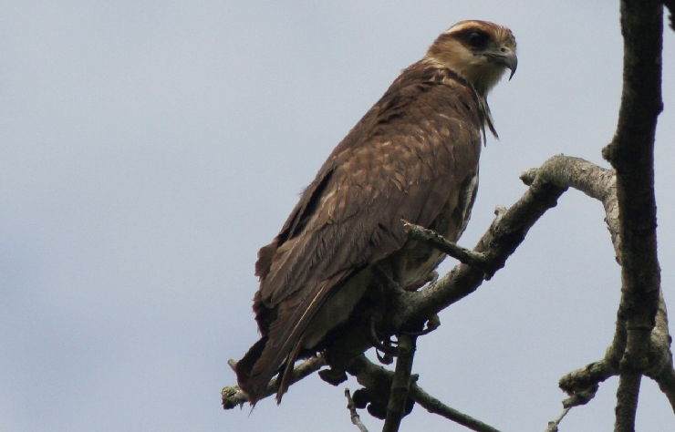 Foto: Águila pescadora (Pandion haliaethus). Esteban Carrillo