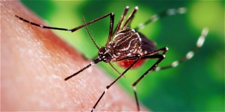 Foto: Archivo / EL TIEMPO La hembra del mosquito pica no solo para alimentarse, también porque necesita la sangre para madurar sus huevos. 