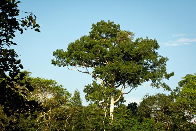 Foto: árbol Emergente Parque Nacional Natural Amacayacu, Leticia Amazonas. Instituto SINCHI/Iván Montero
