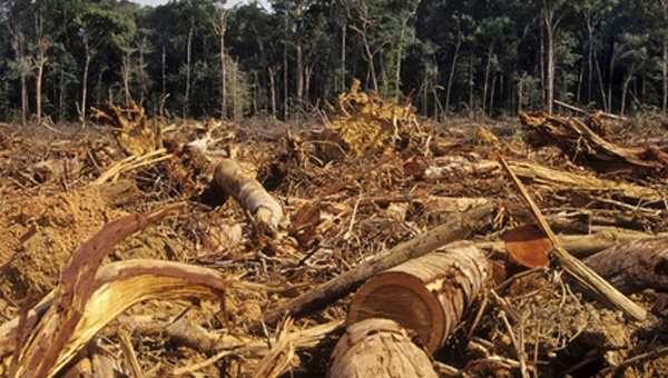 deforestacion
