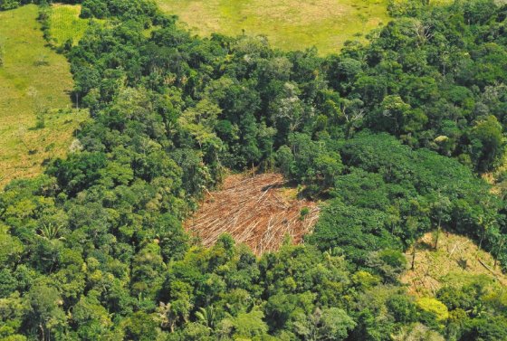 En la Amazonia aún se concentra el 45 % de la deforestación nacional. / Herminso Ruiz