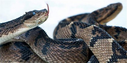 Foto: Jaiver Nieto / EL TIEMPO El Serpentario de la Universidad de Antioquia, que mantiene en cautiverio a varias especies de serpientes con fines investigativos