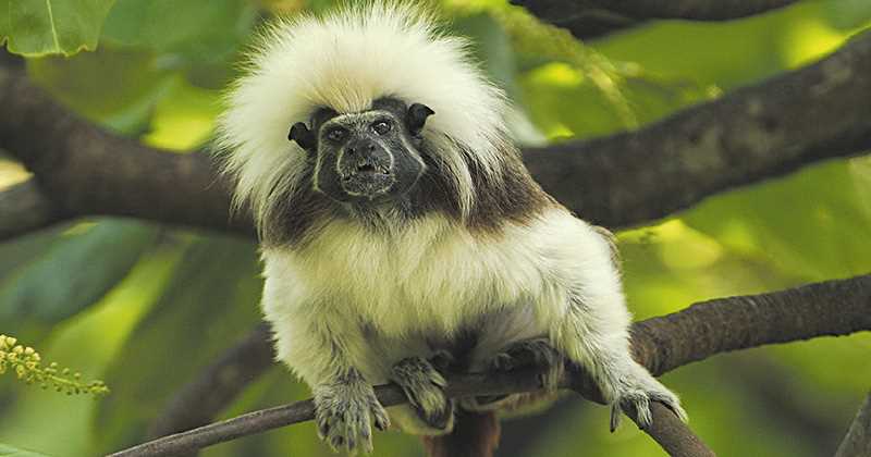 El mono tití cabeciblanco que habita los bosques del noroccidente colombiano, es uno de los 25 primates en peligro de extinción. Foto: A.F.P.