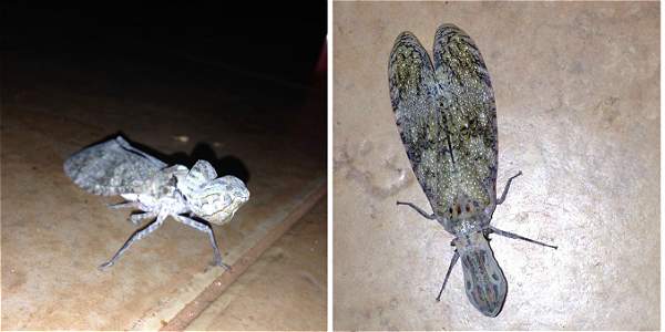 Foto: Archivo particular La machaca es un insecto hemíptero, que se alimenta de la savia de las plantas.