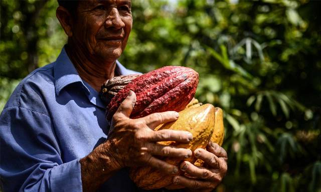 Asociaciones de Boyacá, Nariño y Putumayo, entre los finalistas del Concurso Nacional de Cacaos Finos y Aroma de Oro 2016