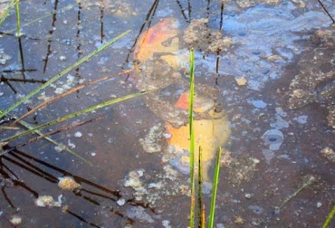 petroleo_putumayo