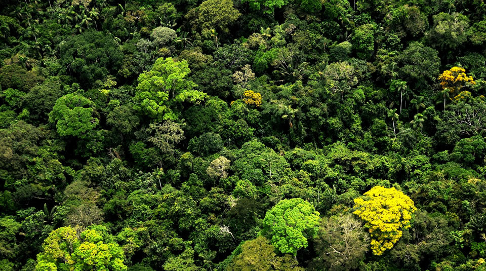 El 76% del área del Parque Nacional Natural de Chiribiquete se encuentra ubicado en el departamento de Caquetá. Foto: Alvaro Gaviria, Parques Nacionales Naturales.