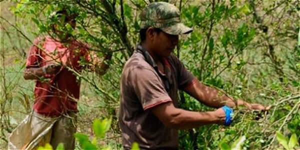 Foto: Cortesía: Coccam Colombia Mañana se lanzará en Popayán, oficialmente, la Coccam, que es la Coordinadora Nacional de Cultivadores de Coca, Amapola y Marihuana.