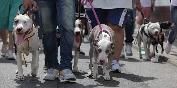 Foto: Santiago Saldarriaga / EL TIEMPO El nuevo Código de Policía designa 14 razas de perros potencialmente peligrosos, y sus propietarios deben cumplir estrictas normas.
