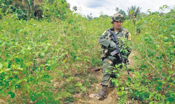 La meta de la sustitución voluntaria este año es de 50 mil hectáreas de coca. /AFP