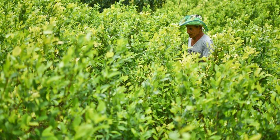 Según las investigaciones, al menos 200.000 familias generan un ingreso directo de la coca, como cultivadores o jornaleros. Foto: Luis Robayo / AFP