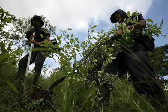 Colombia sigue siendo el productor número uno de la coca que llega a Estados Unidos.Archivo