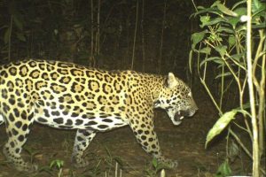 Jaguar - Pantera OCA